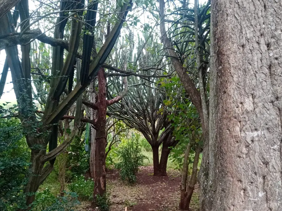 Ethlathini forest
