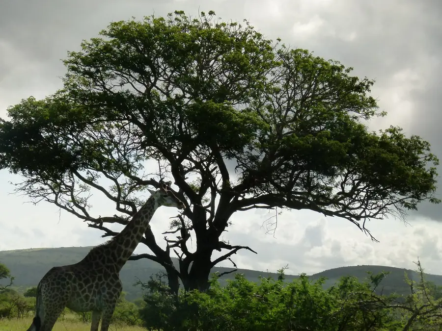 Hluhluwe